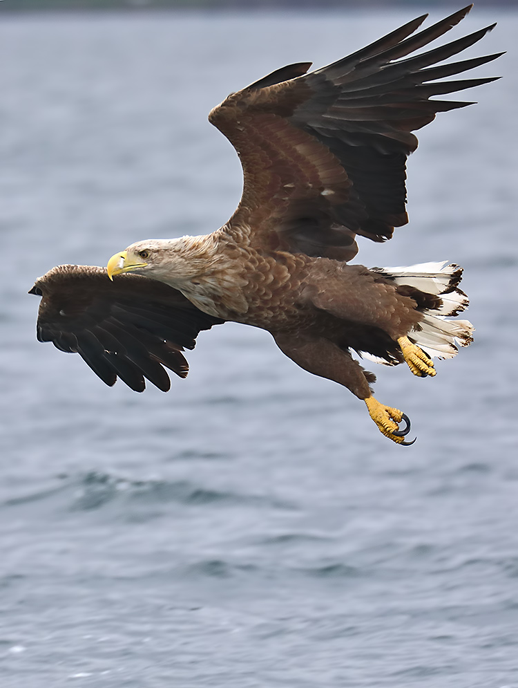 white-tailed eagle